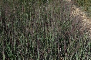 Panicum virgatum Heiliger Hain 9 cm Topf - Größe nach Saison