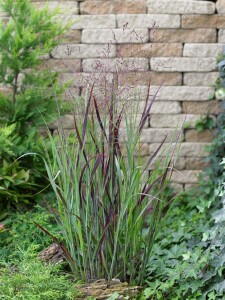 Panicum virgatum Heiliger Hain 9 cm Topf - Größe nach Saison