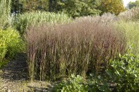 Panicum virgatum Heiliger Hain 9 cm Topf - Größe nach Saison