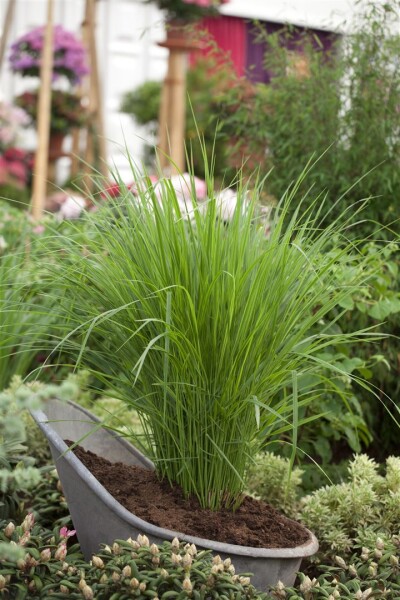 Panicum virgatum Northwind 9 cm Topf - Größe nach Saison