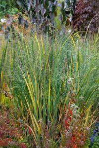 Panicum virgatum Northwind 9 cm Topf - Größe nach Saison