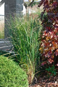 Panicum virgatum Northwind 9 cm Topf - Größe nach Saison