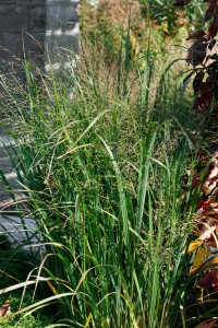 Panicum virgatum Northwind 9 cm Topf - Größe nach Saison