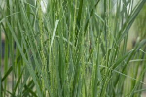 Panicum virgatum Northwind 9 cm Topf - Größe nach Saison