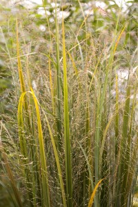 Panicum virgatum Northwind 9 cm Topf - Größe nach Saison