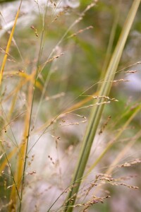 Panicum virgatum Northwind 9 cm Topf - Größe nach Saison