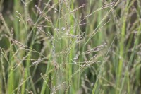 Panicum virgatum Northwind 9 cm Topf - Größe nach Saison