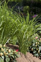 Panicum virgatum Northwind 9 cm Topf - Größe nach Saison