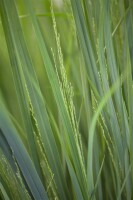 Panicum virgatum Northwind 9 cm Topf - Größe nach Saison