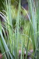 Panicum virgatum Northwind 9 cm Topf - Größe nach Saison