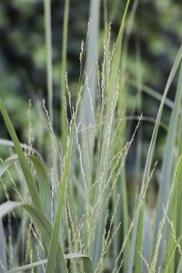 Panicum virgatum Northwind C 5