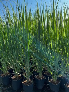 Panicum virgatum Northwind C 5