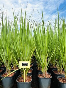 Panicum virgatum Northwind C 5