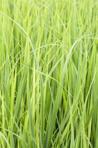 Panicum virgatum Northwind C 5