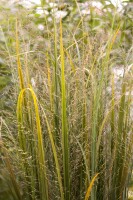 Panicum virgatum Northwind C 5