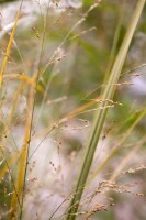 Panicum virgatum Northwind C 5