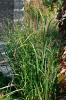 Panicum virgatum Northwind C 5