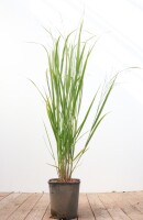 Panicum virgatum Northwind C 5