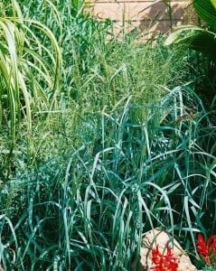 Panicum virgatum Prairie Sky 9 cm Topf - Größe nach Saison