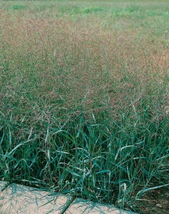 Panicum virgatum Prairie Sky 9 cm Topf - Größe nach Saison