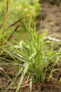 Panicum virgatum Prairie Sky 9 cm Topf - Größe nach Saison