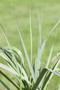 Panicum virgatum Prairie Sky 9 cm Topf - Größe nach Saison