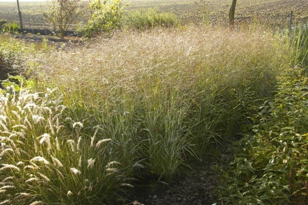 Panicum virgatum Shenandoah 9 cm Topf - Größe nach Saison