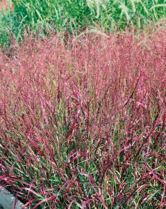 Panicum virgatum Shenandoah 9 cm Topf - Größe nach Saison