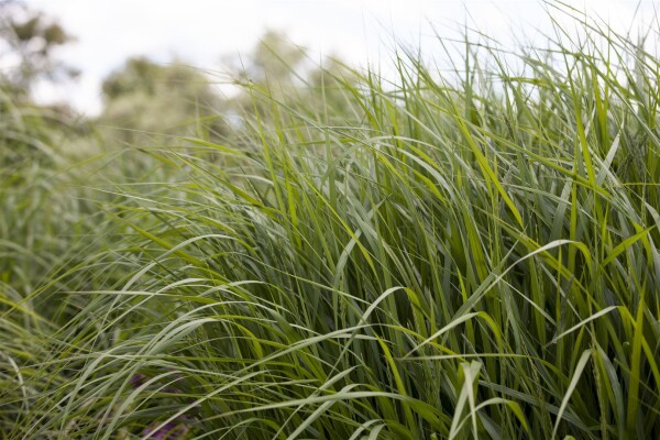 Panicum virgatum Strictum 9 cm Topf - Größe nach Saison