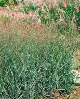 Panicum virgatum Strictum 9 cm Topf - Größe nach Saison