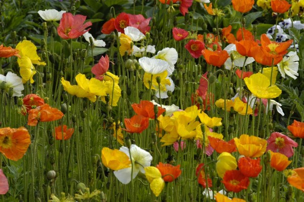 Papaver nudicaule Wonderland 9 cm Topf - Größe nach Saison