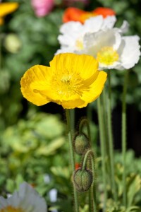 Papaver nudicaule Wonderland 9 cm Topf - Größe nach Saison