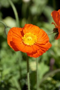 Papaver nudicaule Wonderland 9 cm Topf - Größe nach Saison