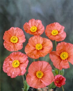 Papaver nudicaule Wonderland 9 cm Topf - Größe nach Saison