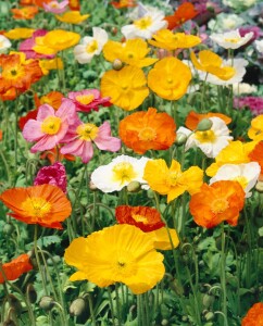 Papaver nudicaule Wonderland 9 cm Topf - Größe nach Saison