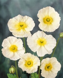 Papaver nudicaule Wonderland 9 cm Topf - Größe nach Saison