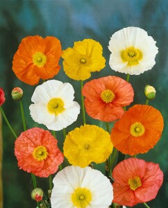 Papaver nudicaule Wonderland 9 cm Topf - Größe nach Saison