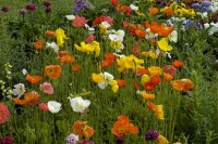 Papaver nudicaule Wonderland 9 cm Topf - Größe nach Saison