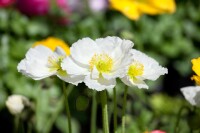 Papaver nudicaule Wonderland 9 cm Topf - Größe nach Saison