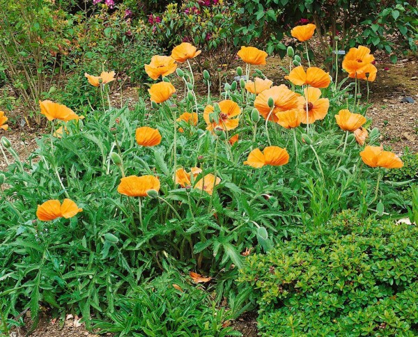 Papaver orientale Harvest Moon 11 cm Topf - Größe nach Saison