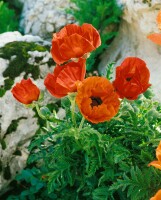 Papaver orientale Nana Allegro 9 cm Topf - Größe nach Saison