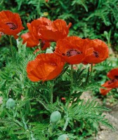 Papaver orientale Nana Allegro 9 cm Topf - Größe nach Saison