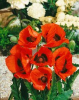 Papaver orientale Nana Allegro 9 cm Topf - Größe nach Saison