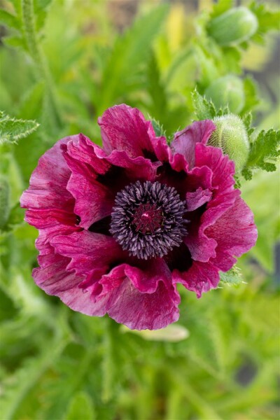 Papaver orientale Pattys Plum 11 cm Topf - Größe nach Saison