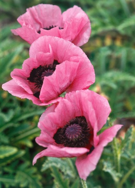 Papaver orientale Raspberry Queen 11 cm Topf - Größe nach Saison