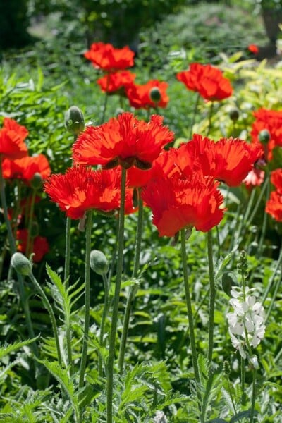 Papaver orientale Rembrandt 9 cm Topf - Größe nach Saison