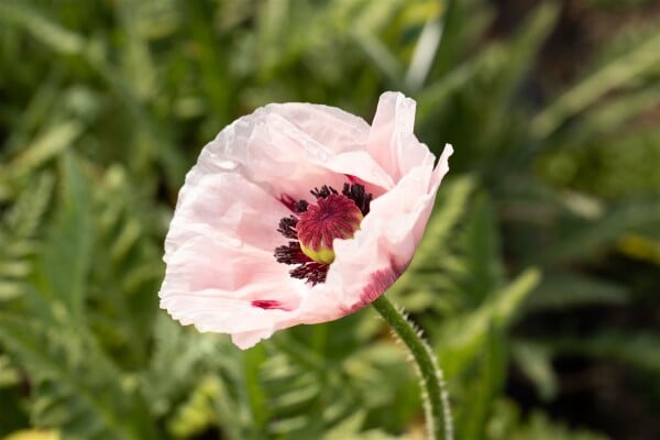 Papaver orientale Royal Wedding 11 cm Topf - Größe nach Saison