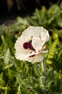 Papaver orientale Royal Wedding 11 cm Topf - Größe nach Saison