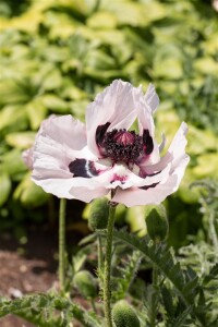 Papaver orientale Royal Wedding 11 cm Topf - Größe nach Saison