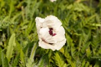 Papaver orientale Royal Wedding 11 cm Topf - Größe nach Saison